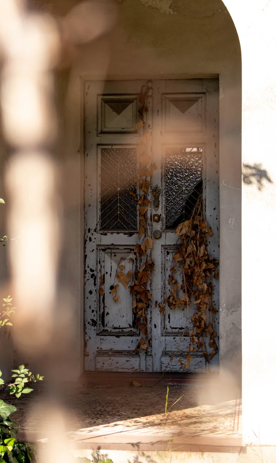 Pale wooden door seen through blurred foreground foliage